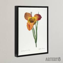 "Artery8 Tiger Flower Botanical Redoute Vintage Black Framed Canvas Wall Art in White - Size: W12"" x H16""" - thumbnail 2