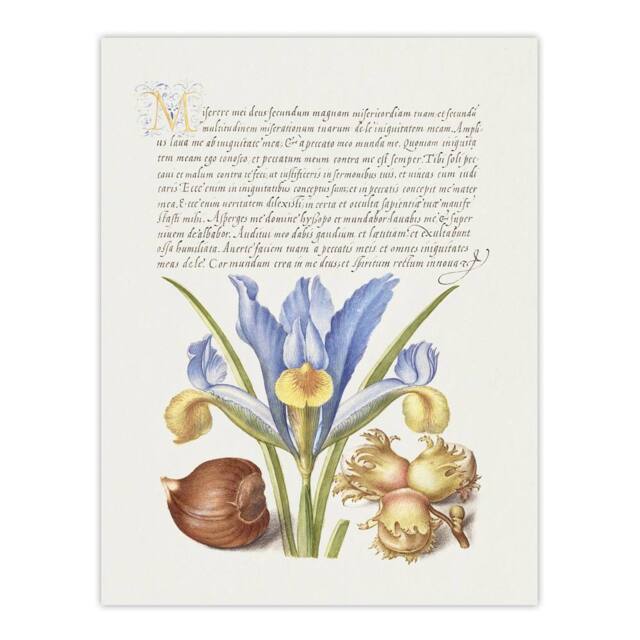 "Artery8 Iris Flower & Hazelnut Calligraphy Wall Art Poster Print in White - Size: W24"" x H32""" - image 1