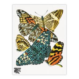 Artery8 Eugene Seguy Framed Wall Art Print Vintage Butterflies Blue Yellow - Size: A4 - thumbnail 3