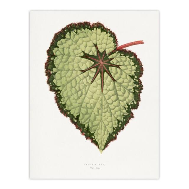 "Artery8 AF Lydon B Fawcett Begonia Rex Isis Variety Leaf Wall Art Print in White - Size: W12"" x H16""" - image 1