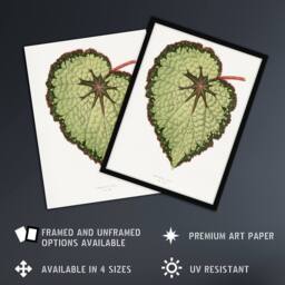 "Artery8 AF Lydon B Fawcett Begonia Rex Isis Variety Leaf Wall Art Print in White - Size: W12"" x H16""" - thumbnail 2