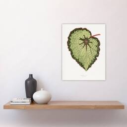 "Artery8 AF Lydon B Fawcett Begonia Rex Isis Variety Leaf Wall Art Print in White - Size: W12"" x H16""" - thumbnail 4