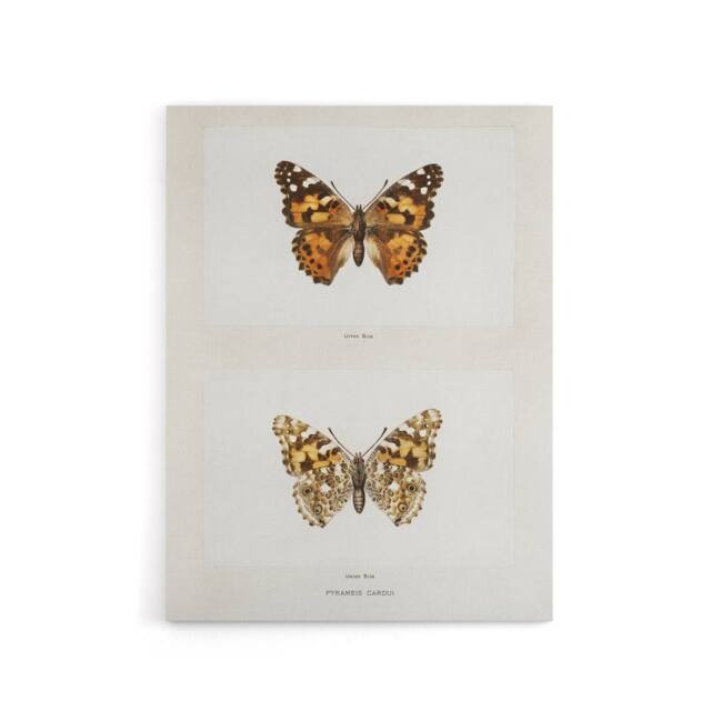 "Artery8 Painted Lady Butterfly Vintage Artwork Denton Canvas Wall Art Print in White - Size: W12"" x H16""" - image 1