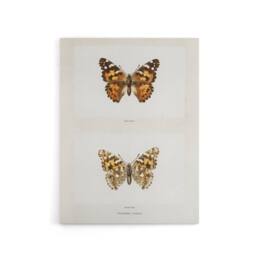 "Artery8 Painted Lady Butterfly Vintage Artwork Denton Canvas Wall Art Print in White - Size: W12"" x H16""" - thumbnail 1