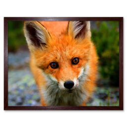"Artery8 Wall Art Print Baby Fox Portrait Cute Woodland Animal Wildlife Nature Photograph Art Framed in Brown - Size: W12"" x H16""" - thumbnail 1