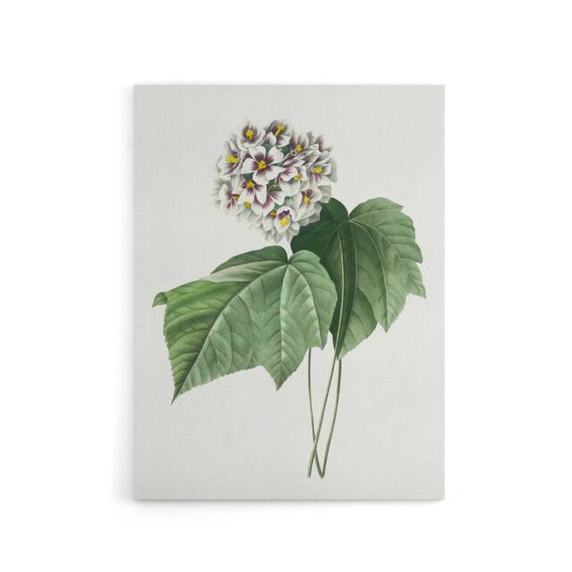 "Artery8 White Dombeya Amelia Flowers Redoute Vintage Canvas Wall Art - Size: W18"" x H24""" - image 1