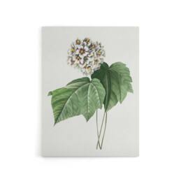 "Artery8 White Dombeya Amelia Flowers Redoute Vintage Canvas Wall Art - Size: W18"" x H24""" - thumbnail 1