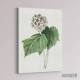 "Artery8 White Dombeya Amelia Flowers Redoute Vintage Canvas Wall Art - Size: W18"" x H24""" - thumbnail 2