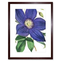 "Artery8 Wall Art Print Big Purple Clematis Flower Art Framed 9x7 inch in Brown - Size: W7"" x H9""" - thumbnail 1