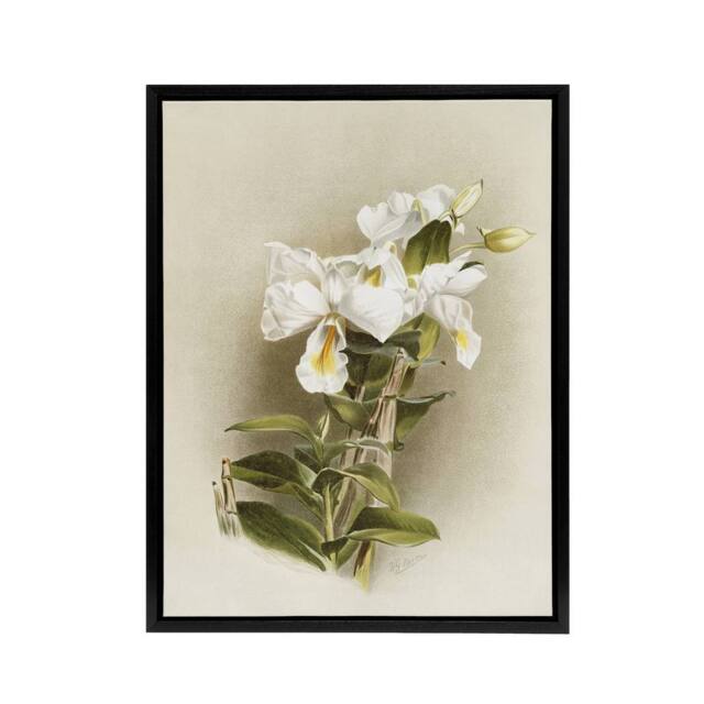 "Artery8 Frederick Sander Dendrobium Formosum Orchid Flowers Framed Canvas Art - Size: W12"" x H16""" - image 1