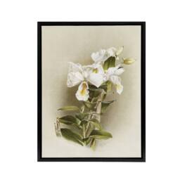 "Artery8 Frederick Sander Dendrobium Formosum Orchid Flowers Framed Canvas Art - Size: W12"" x H16""" - thumbnail 1