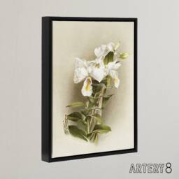 "Artery8 Frederick Sander Dendrobium Formosum Orchid Flowers Framed Canvas Art - Size: W12"" x H16""" - thumbnail 2