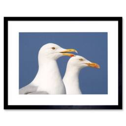 "Artery8 Seagulls Birds Sea Seaside Bathroom Home Decor 12x16"" Framed Art Print in Blue - Size: W12"" x H16""" - thumbnail 1