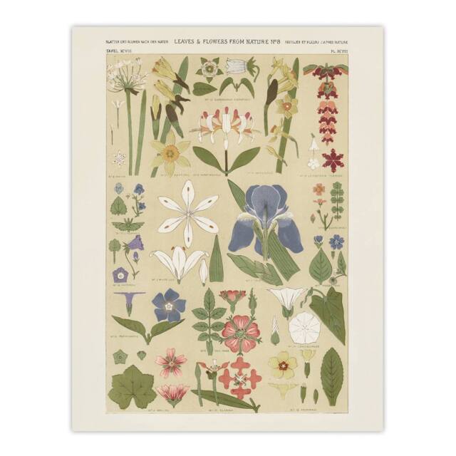 "Artery8 Leaves & Flowers From Nature No 8 Jones Wall Art Print Poster in Beige - Size: W12"" x H16""" - image 1