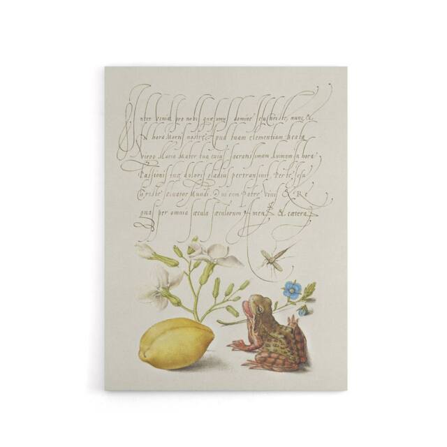 "Artery8 Gillyflower Almond & Frog Calligraphy Canvas Wall Art Print in White - Size: W12"" x H16""" - image 1