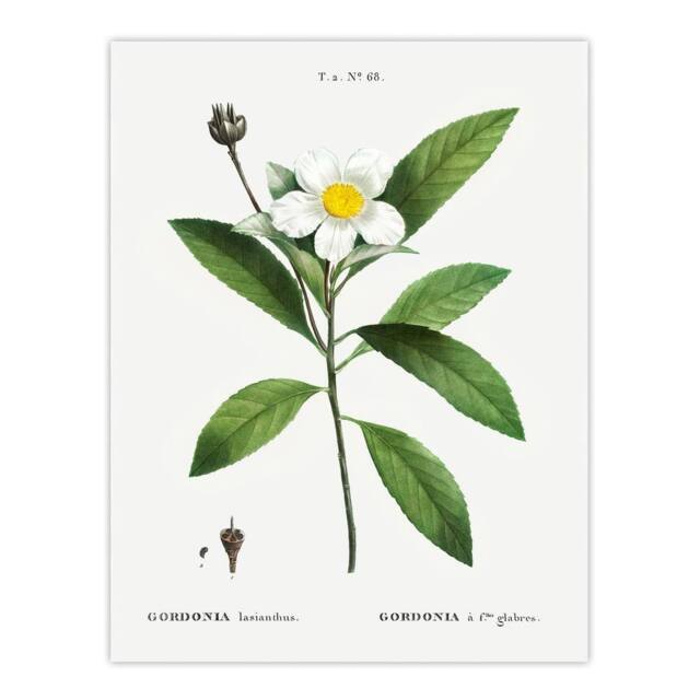 "Artery8 Gordonia Tree Loblolly Bay Flowers Redoute Wall Art Print Poster in White - Size: W12"" x H16""" - image 1