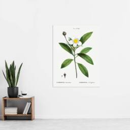 "Artery8 Gordonia Tree Loblolly Bay Flowers Redoute Wall Art Print Poster in White - Size: W12"" x H16""" - thumbnail 4