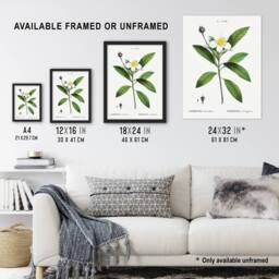 "Artery8 Gordonia Tree Loblolly Bay Flowers Redoute Wall Art Print Poster in White - Size: W12"" x H16""" - thumbnail 3