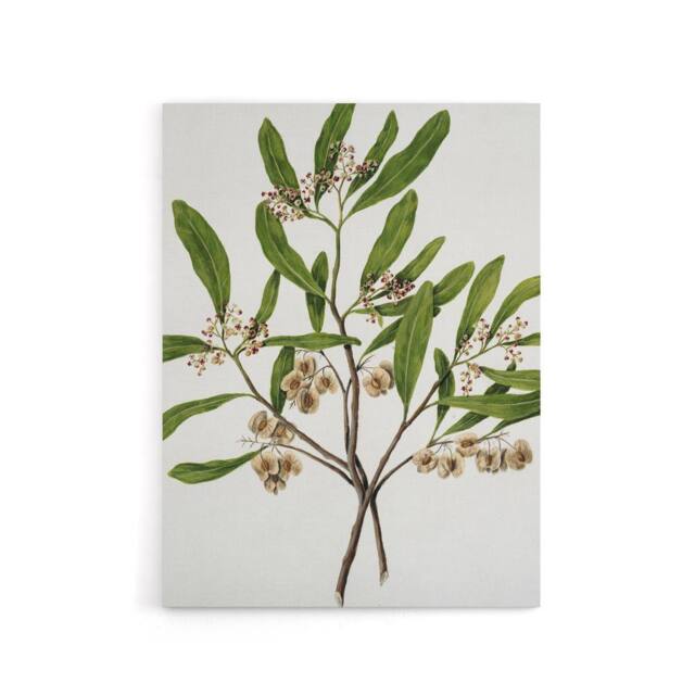 "Artery8 New Zealand Akeake Hopbush Flowering Plant Featon Canvas Art Print in Beige - Size: W12"" x H16""" - image 1