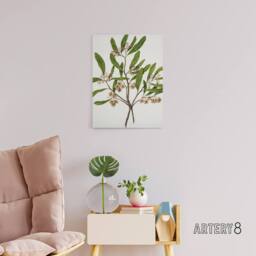 "Artery8 New Zealand Akeake Hopbush Flowering Plant Featon Canvas Art Print in Beige - Size: W12"" x H16""" - thumbnail 3
