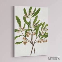 "Artery8 New Zealand Akeake Hopbush Flowering Plant Featon Canvas Art Print in Beige - Size: W12"" x H16""" - thumbnail 2