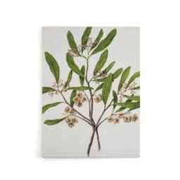 "Artery8 New Zealand Akeake Hopbush Flowering Plant Featon Canvas Art Print in Beige - Size: W12"" x H16""" - thumbnail 1