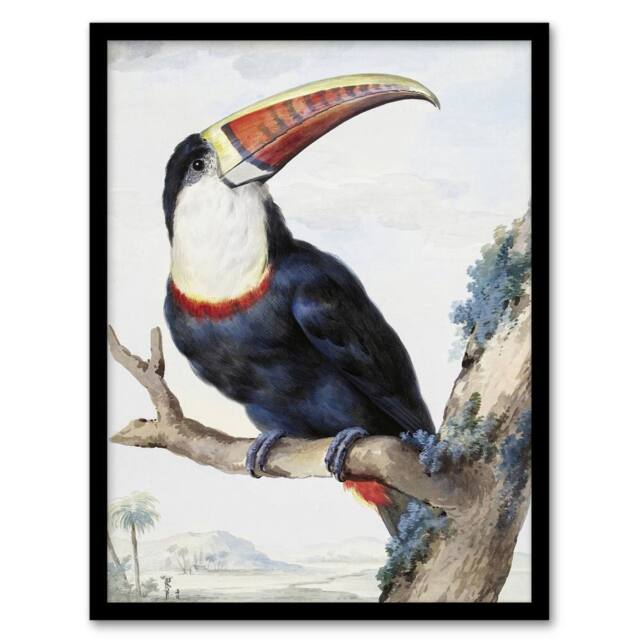 Artery8 Red Billed Toucan Bird Painting Schouman Framed Wall Art Print in White - Size: A4 - image 1