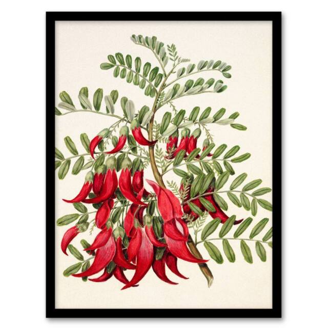 Artery8 Sarah Featon Framed Wall Art New Zealand Kaka Beak Plant Flowers in Beige - Size: A4 - image 1