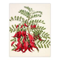Artery8 Sarah Featon Framed Wall Art New Zealand Kaka Beak Plant Flowers in Beige - Size: A4 - thumbnail 3