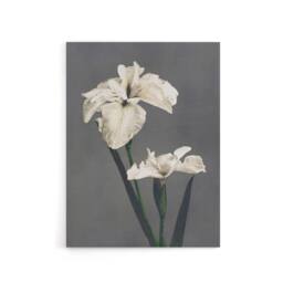 "Artery8 White Water Iris Flowers Canvas Wall Art Print Ogawa Kazumasa in Grey - Size: W24"" x H32""" - thumbnail 1