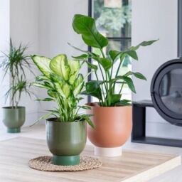 Ivyline Indoor Austin Dual Rubarb Metal Planters Set of 2 *extra large* in Pink - thumbnail 6