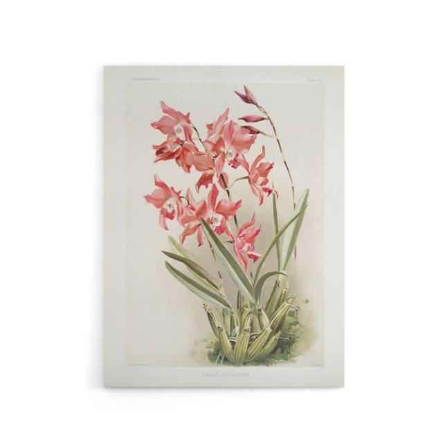 "Artery8 Frederick Sander Laelia Gouldiana Orchid Flowers Canvas Wall Art Print - Size: W12"" x H16""" - image 1