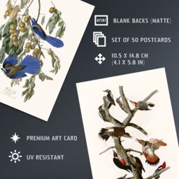 Artery8 50 Pcs John Audubon Bird Illustrations A6 Art Set Pack 14.8 x 10.5cm - Size: 14.8 x 10.5 cm - thumbnail 4