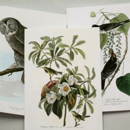 Artery8 50 Pcs John Audubon Bird Illustrations A6 Art Set Pack 14.8 x 10.5cm - Size: 14.8 x 10.5 cm - thumbnail 5