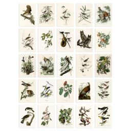 Artery8 50 Pcs John Audubon Bird Illustrations A6 Art Set Pack 14.8 x 10.5cm - Size: 14.8 x 10.5 cm - thumbnail 2