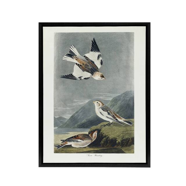 "Artery8 Birds of America Snow Bunting Audubon Nature Black Framed Canvas Art in Grey - Size: W18"" x H24""" - image 1