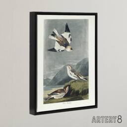 "Artery8 Birds of America Snow Bunting Audubon Nature Black Framed Canvas Art in Grey - Size: W18"" x H24""" - thumbnail 2
