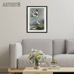 "Artery8 Birds of America Snow Bunting Audubon Nature Black Framed Canvas Art in Grey - Size: W18"" x H24""" - thumbnail 3