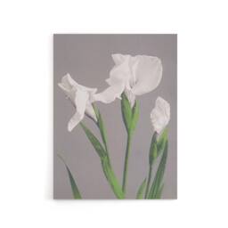 "Artery8 White Irises Blooming Flowers Canvas Wall Art Print Kazumasa in Green - Size: W18"" x H24""" - thumbnail 1