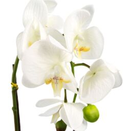 Leaf 46cm Artificial Orchid White with Silver Pot - thumbnail 2