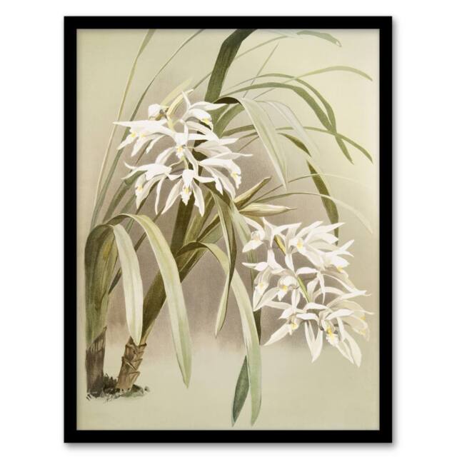 Artery8 Frederick Sander Cymbidium Mastersi Orchid Flowers Framed Art Print - Size: A4 - image 1