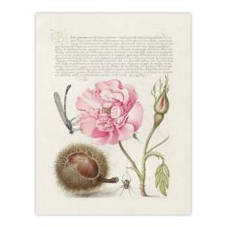 "Artery8 Damselfly Rose Chestnut Spider Calligraphy Wall Art Poster Print in White - Size: W24"" x H32""" - thumbnail 1