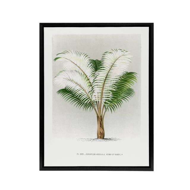 "Artery8 Ceroxylon Anticola Palm Tree Kerchove Framed Canvas Wall Art Print in White - Size: W12"" x H16""" - image 1