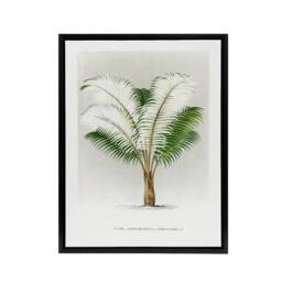 "Artery8 Ceroxylon Anticola Palm Tree Kerchove Framed Canvas Wall Art Print in White - Size: W12"" x H16""" - thumbnail 1