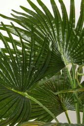 Homescapes Artificial Fan Palm Tree in Pot, 80 cm Tall in Green - thumbnail 4