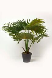 Homescapes Artificial Fan Palm Tree in Pot, 80 cm Tall in Green - thumbnail 5