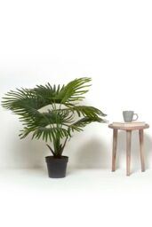 Homescapes Artificial Fan Palm Tree in Pot, 80 cm Tall in Green - thumbnail 6