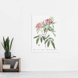 "Artery8 Hudson Swamp Rose Flowers Redoute Vintage Wall Art Print Poster in White - Size: W12"" x H16""" - thumbnail 4