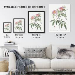 "Artery8 Hudson Swamp Rose Flowers Redoute Vintage Wall Art Print Poster in White - Size: W12"" x H16""" - thumbnail 3