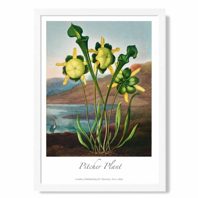 ARTZE Vintage Floral Exhibition - Pitcher Plant Framed Print SIZE: A3 with White Frame in Yellow - Size: A4 - image 1